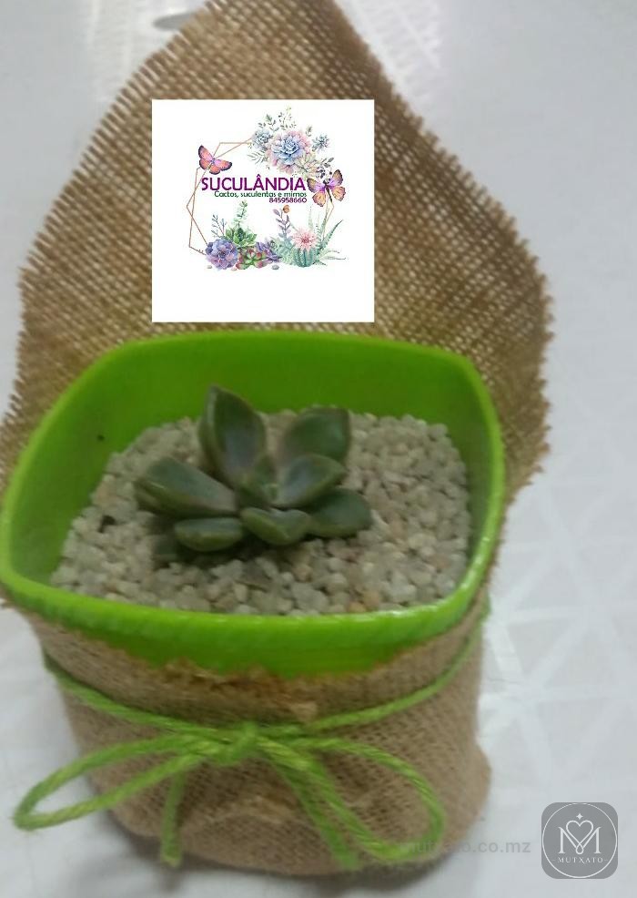 Suculândia