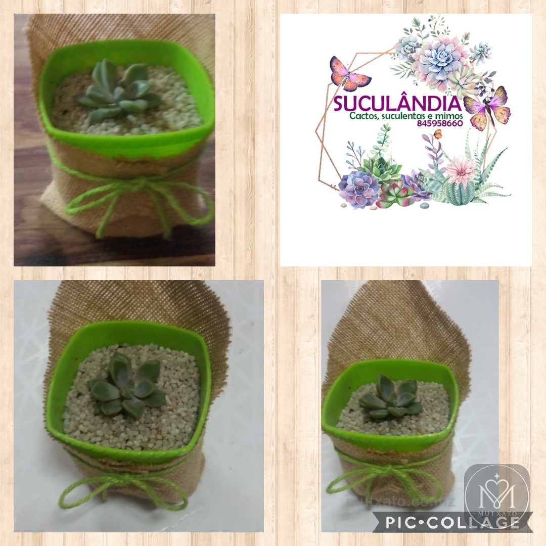 Suculândia